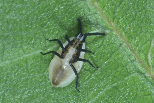 Catoplatus carthusianus
